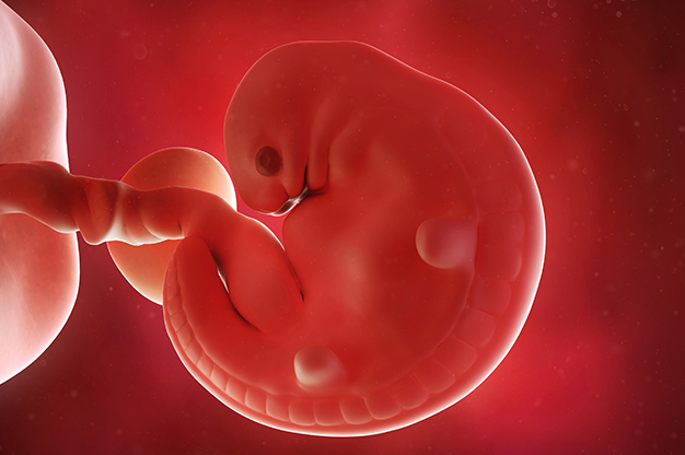 Sự phát triển của thai nhi tuần thai thứ 6