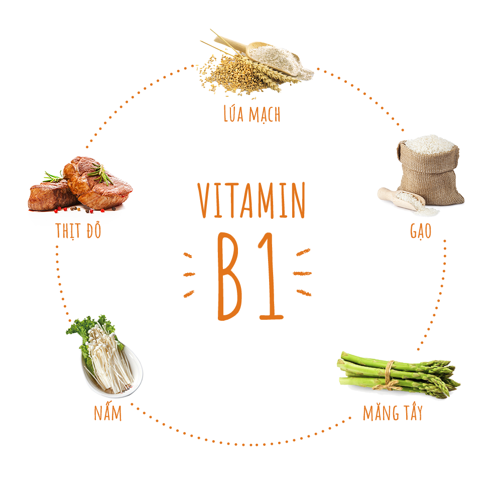Vitamin B1 giúp điều tiết sự chuyển hóa đường trong cơ thể, bảo đảm các thức ăn được biến thành năng lượng và được các cơ quan sử dụng