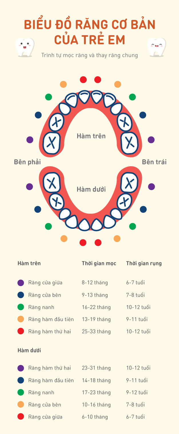 Biểu đồ mọc răng cơ bản ở trẻ em
