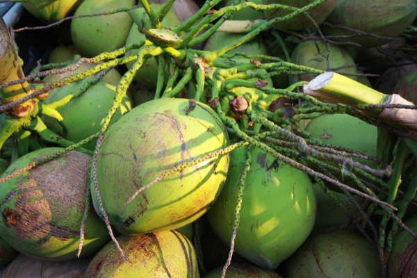 Dừa tươi - Trái cây tốt cho mẹ bầu 3 tháng đầu