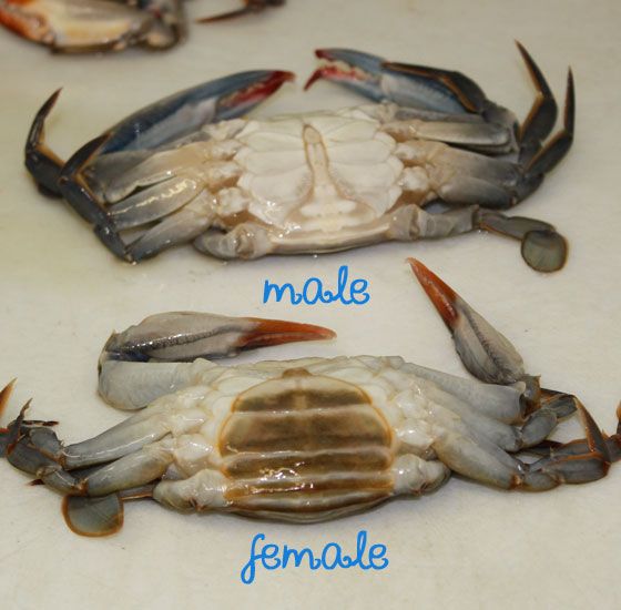 Cách phân biệt hai loại cua: trên là cua đực, dưới là cua cái