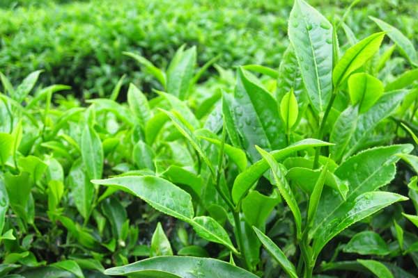 Trị hăm bằng lá trà xanh có thực sự hiệu quả? Chia sẻ từ chuyên gia