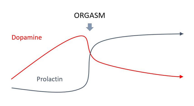  Có một sự kết nối đặc biệt giữa 2 loại hormone cho cơ thể là dopamine và prolactin