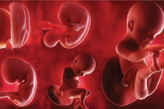 Trong 3 tháng đầu, thai nhi đã hình thành cơ quan, bắt đầu thành hình cơ thể toàn diện