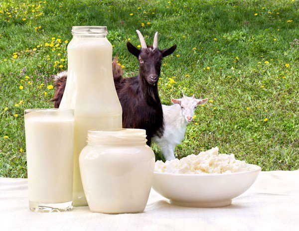 Dưới đây là top 3 loại sữa dê uy tín mà mẹ có thể tin tưởng lựa chọn