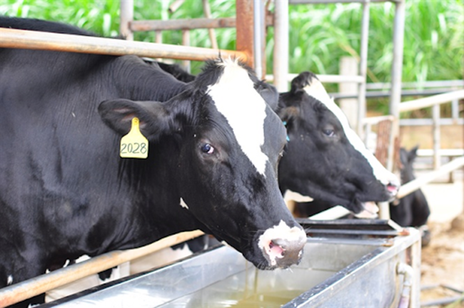 Sữa có nguồn gốc từ sữa bò là nguyên nhân gây ra tình trạng táo bón ở trẻ sơ sinh