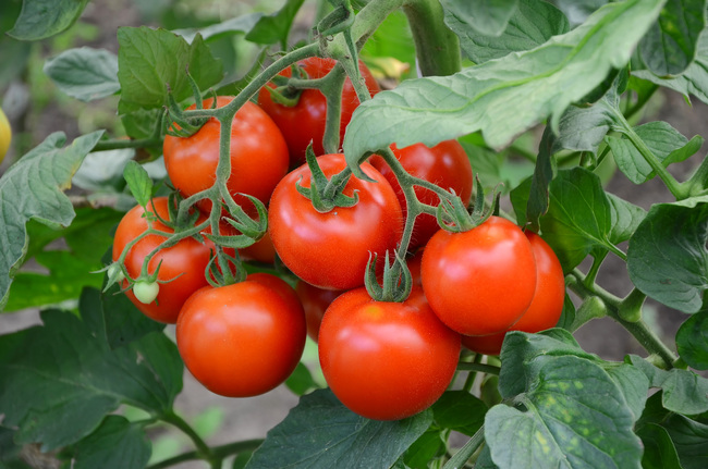 Cà chua có tác dụng ức chế sự hình thành của sỏi thận