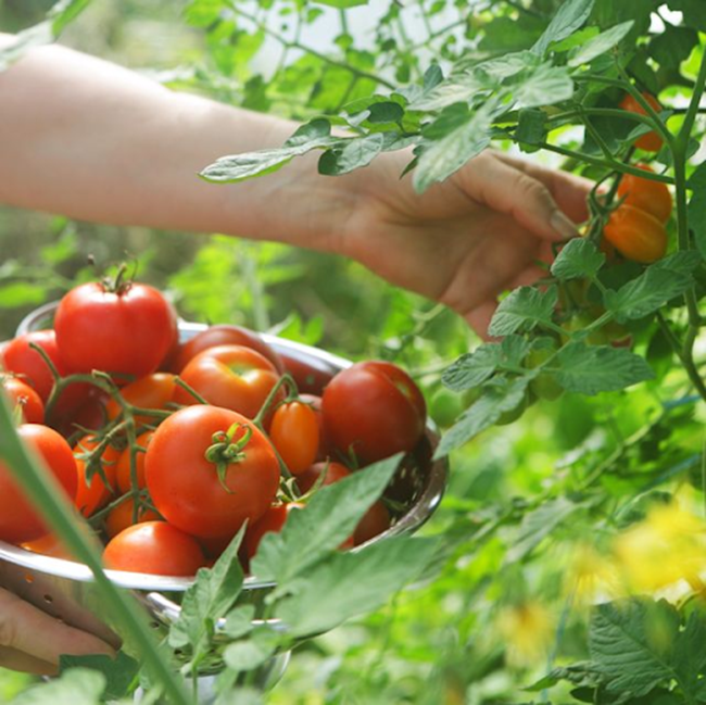 Cà chua chứa nhiều chất chống oxy hóa, giảm viêm, ngừa sưng
