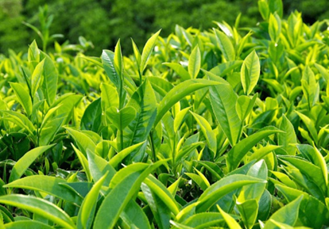 Lá trà xanh có khả năng sát khuẩn tốt và an toàn đối với trẻ sơ sinh