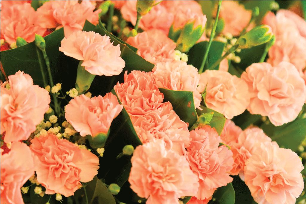 Hoa cẩm chướng quý phái, thanh cao như tình yêu của mẹ