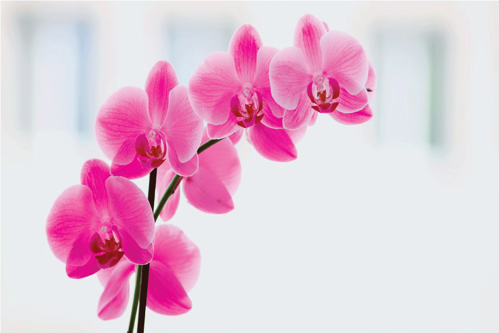 Hoa phong lan quý phái tượng trưng cho tình yêu bất diệt của mẹ