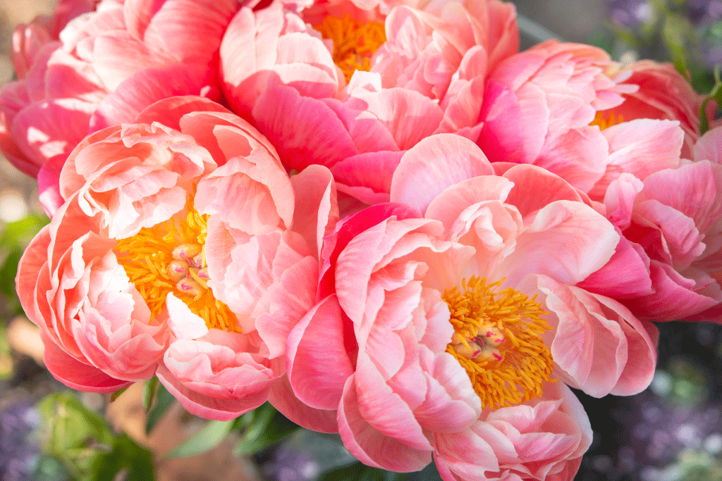 Hoa mẫu đơn - Loài hoa ý nghĩa dành cho mẹ của bạn