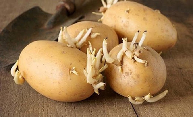Khoai tây mọc mầm chứa nhiều độc tố gây hại thần kinh