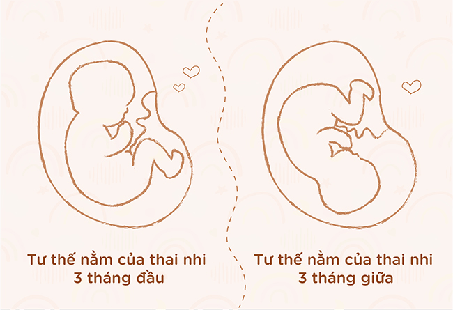 Sự khác biệt tư thế và vị trí của em bé trong 3 tháng đầu và 3 tháng giữa