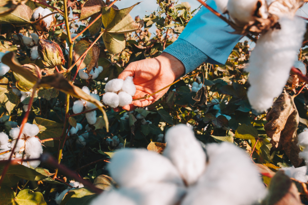 Quy trình để sản xuất ra sợi cotton vô cùng cẩn thận và kỹ lưỡng